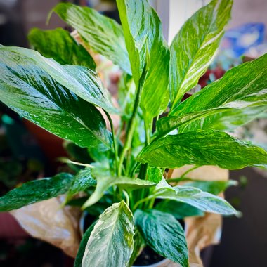 Spathiphyllum 'Domino'