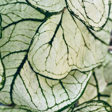 Caladium 'White Christmas'