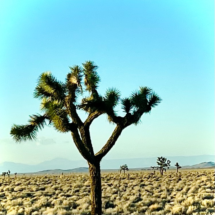 Plant image Yucca Brevifia