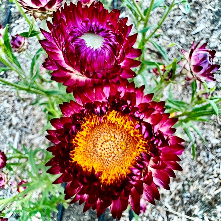 Plant image Xerochrysum bracteatum 'Redbramag' (Sundaze Series) syn. Xerochrysum bracteatum 'Sundaze Magenta'