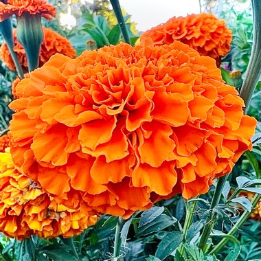 Tagetes Erecta ‘Crackerjack Mixed'