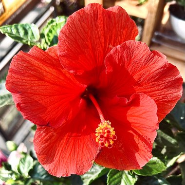 Hibiscus rosa-sinensis