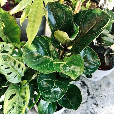 Ficus Lyrata Bambino