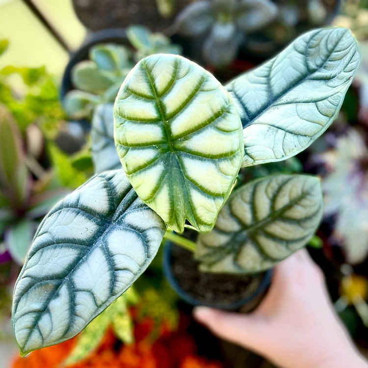 Plant image Alocasia 'Silver Dragon'