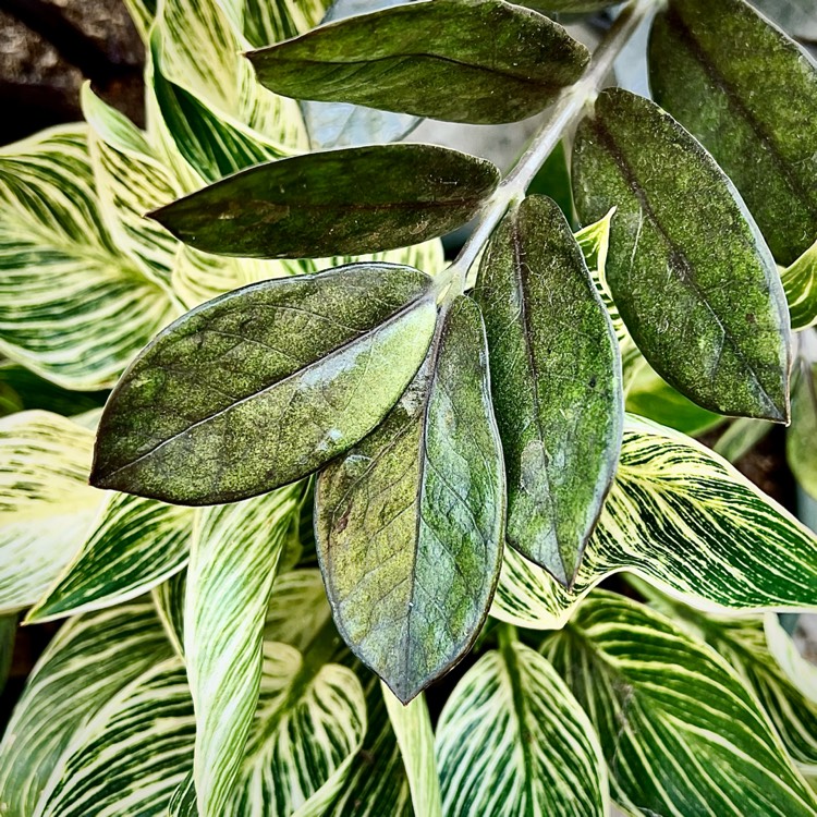 Plant image Zamioculcas zamiifolia 'Raven'