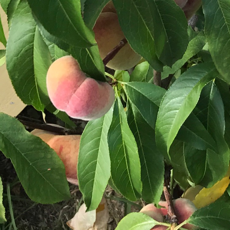 Plant image Prunus persica 'Saturn'