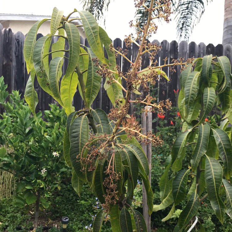 Plant image Mangifera Indica