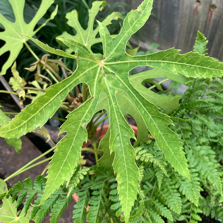 Plant image Fatsia polycarpa 'Green Fingers' syn. Aralia 'Green Fingers'