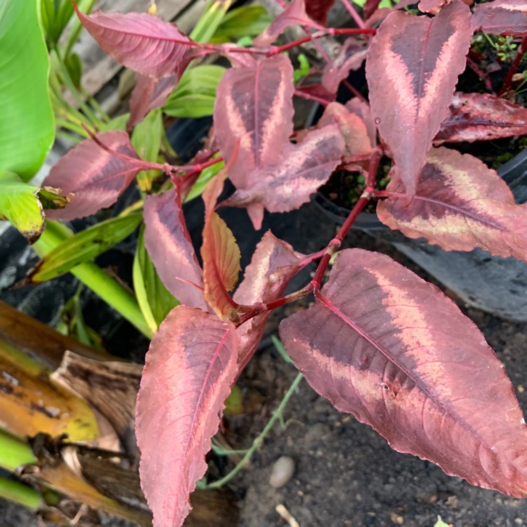 Plant image Persicaria microcephala 'Red Dragon'