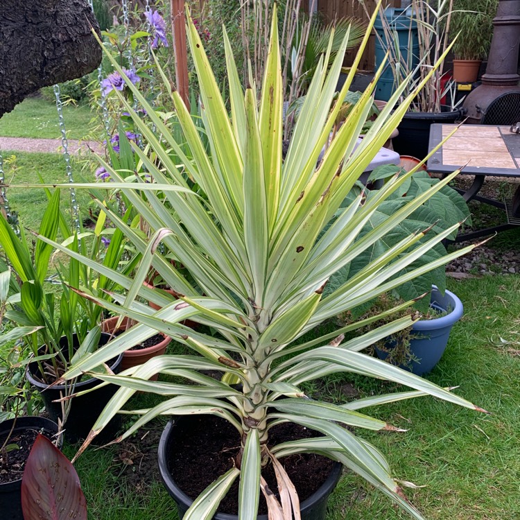 Plant image Yucca elephantipes 'Variegata'