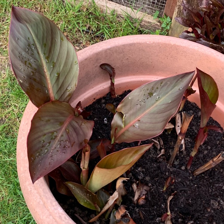 Plant image Canna indica 'Russian Red'