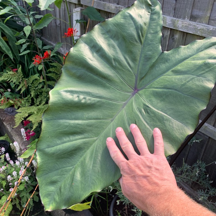 Plant image Colocasia esculenta 'Fontanesii' syn. Colocasia esculenta 'Black Stem'