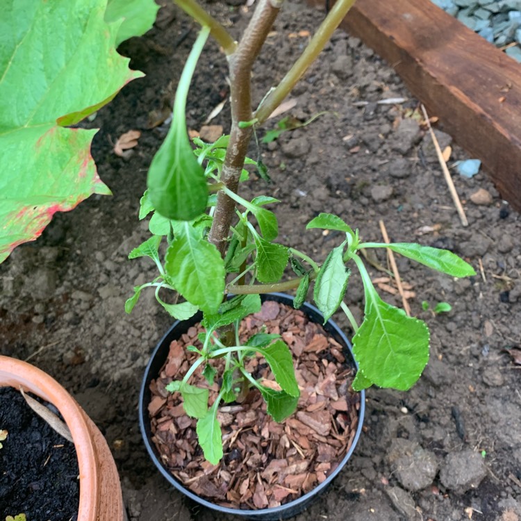 Plant image Impatiens niamniamensis