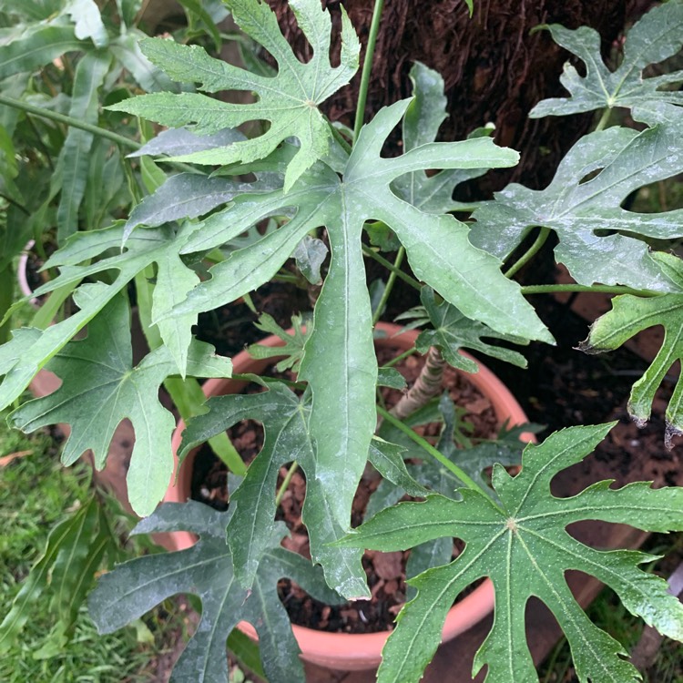 Plant image Fatsia polycarpa 'Needham's Form' syn. Fatsia polycarpa 'Needham's Lace', Fatsia polycarpa 'Tregye Form'