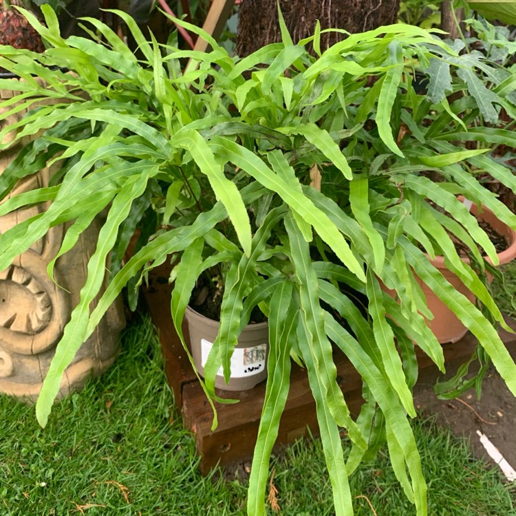 Plant image Pteris umbrosa