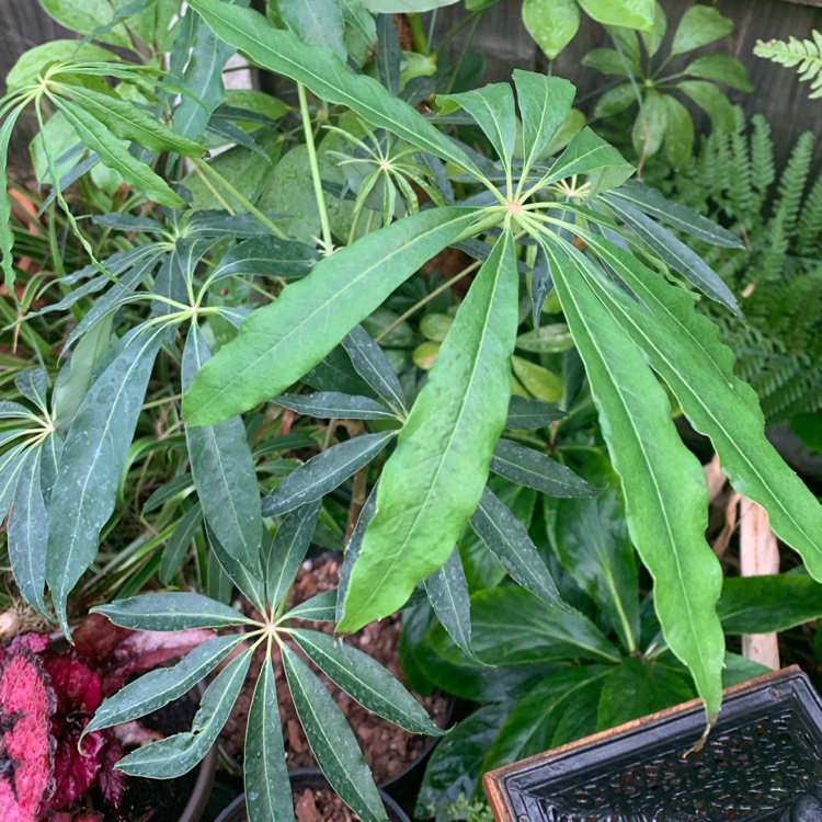 Plant image Schefflera taiwaniana