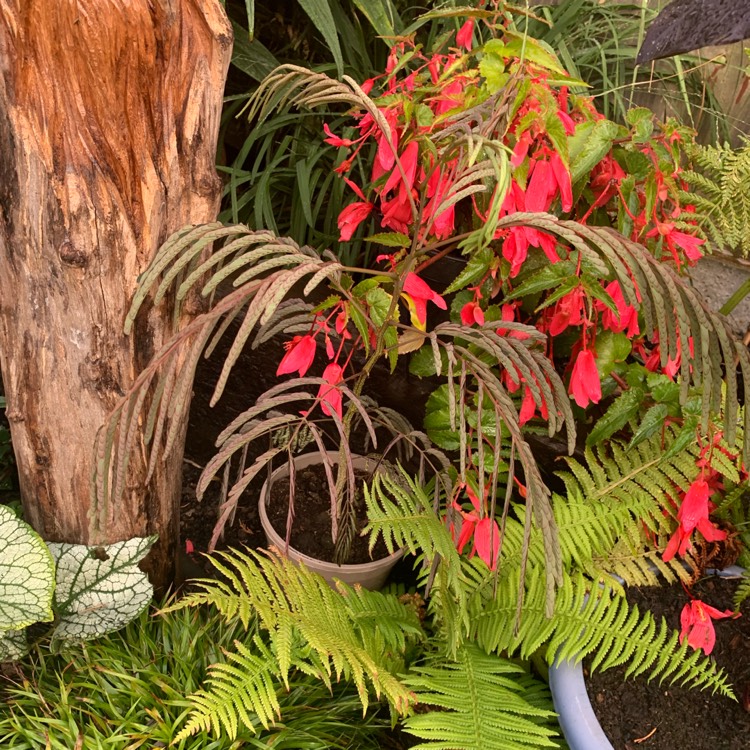 Plant image Albizia julibrissin f. rosea