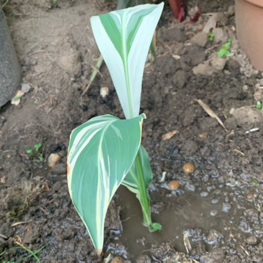 Canna 'Stuttgart'