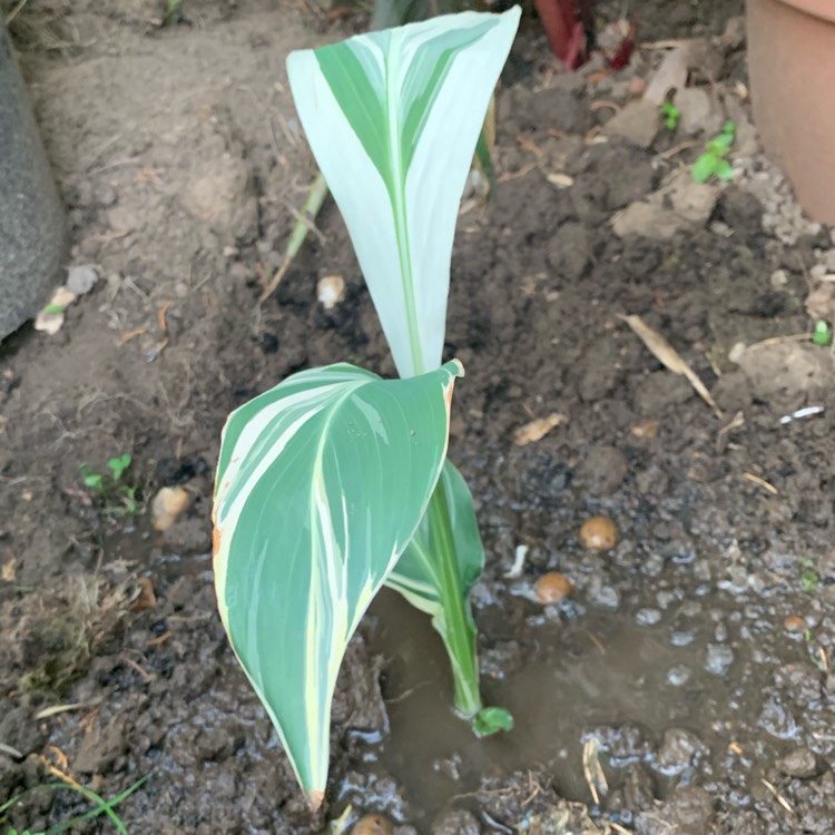 Plant image Canna 'Stuttgart'