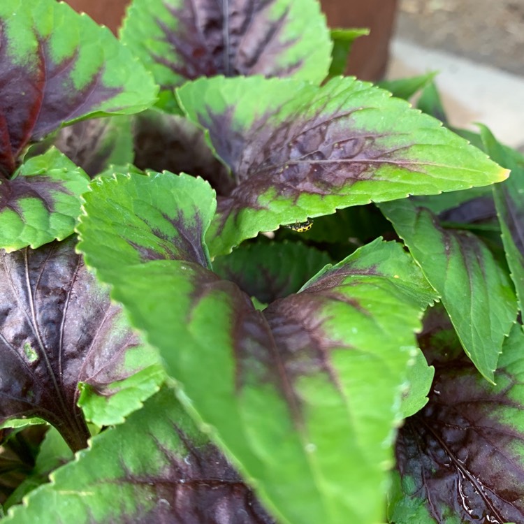 Plant image Viola 'Heartthrob'