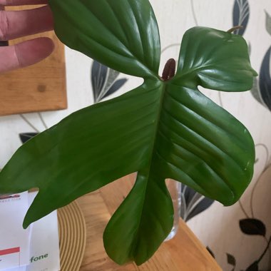 Oak Leaf Philodendron