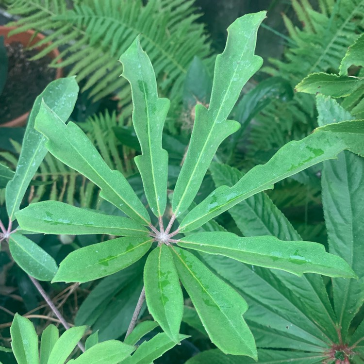 Plant image Schefflera rhododendrifolia