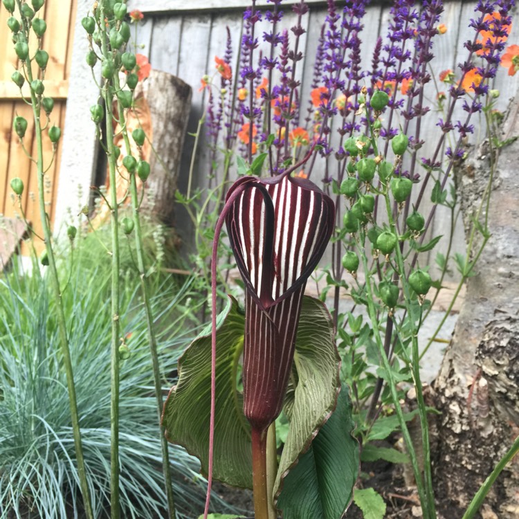 Plant image Arisaema concinnum