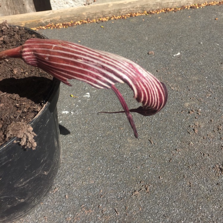 Plant image Arisaema concinnum