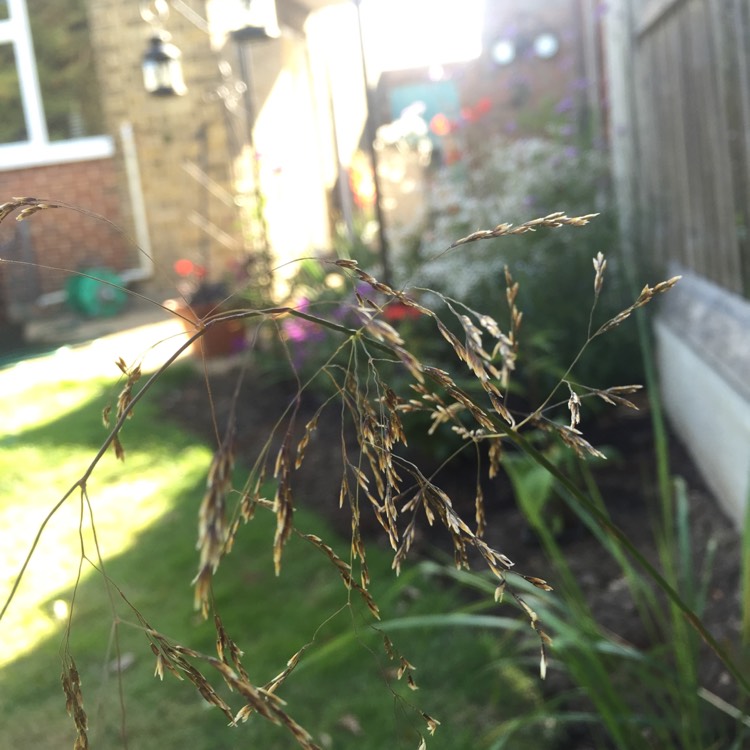 Plant image Deschampsia cespitosa