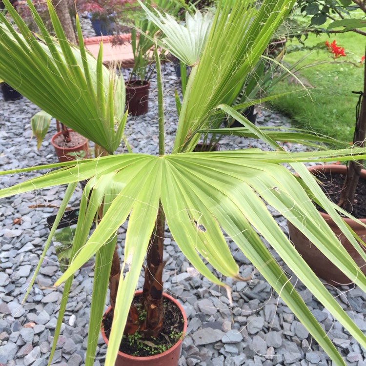 Plant image Washingtonia robusta