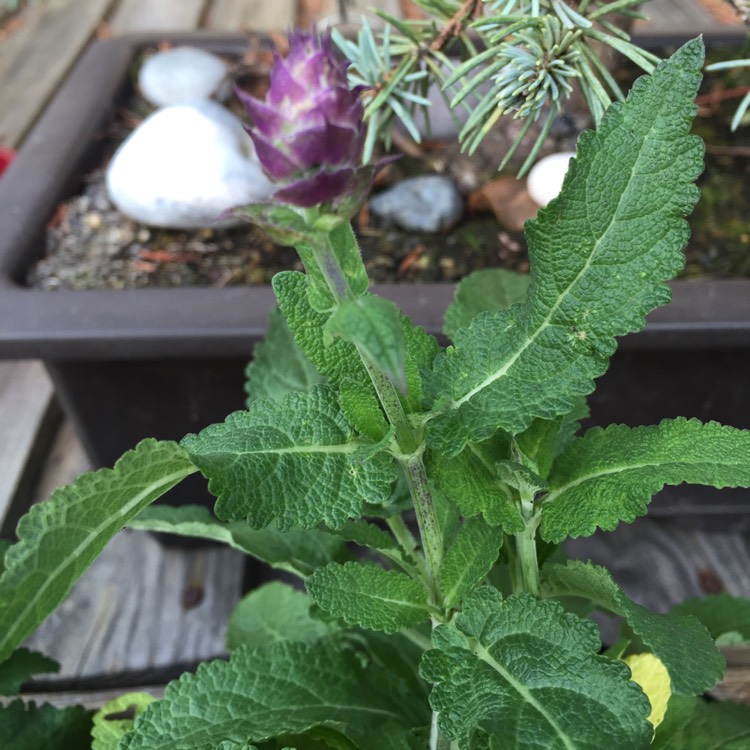 Plant image Salvia x sylvestris 'Balsalarv' syn. Salvia x sylvestris 'Blue Marvel', Salvia nemorosa 'Blue Marvel'