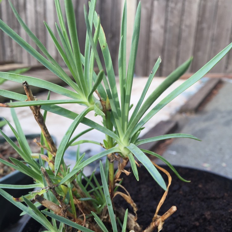 Plant image Dianthus 'Passion'