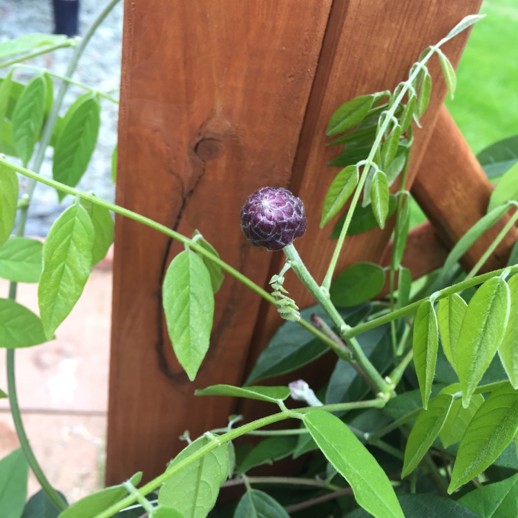 Plant image Wisteria frutescens 'Amethyst Falls'