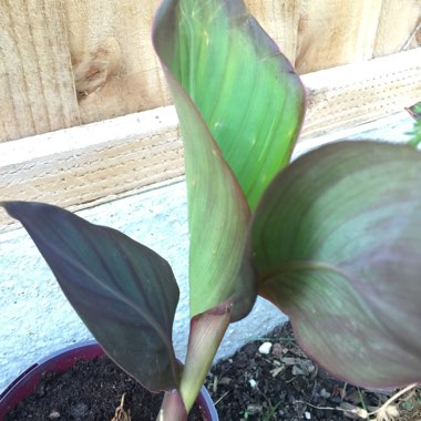 Canna indica syn. Canna discolor, Canna indica 'Edulis', Canna lanuginosa, Canna limbata, Canna 'Limbata'