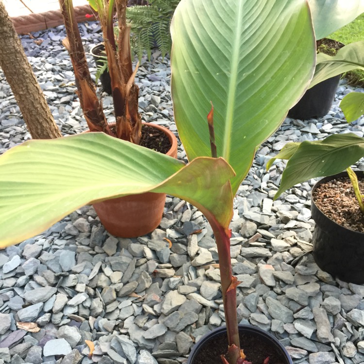 Plant image Canna 'Musifolia' syn. Canna 'Musaefolia', Canna musifolia