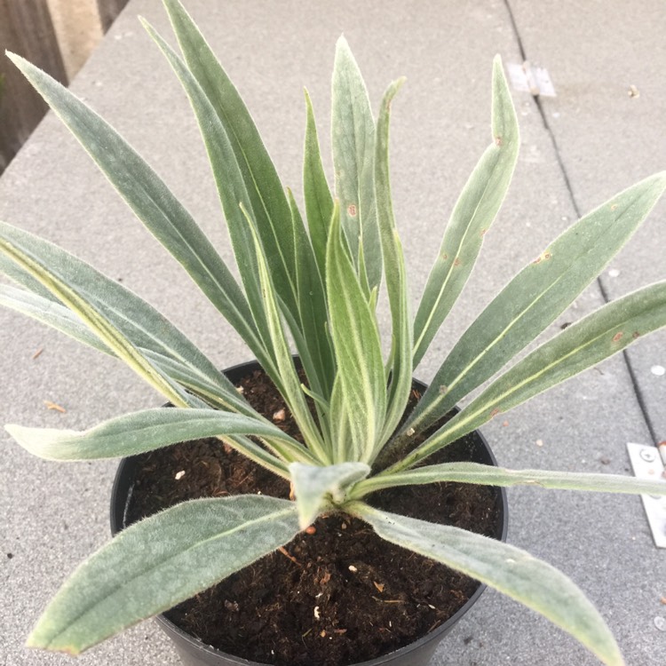 Plant image Echium wildpretii