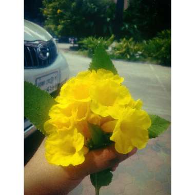 Yellow Trumpetbush