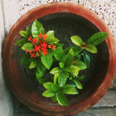 Ixora 'Prince Of Orange'