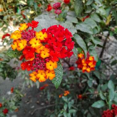 Big Sage 'Bandana Red'