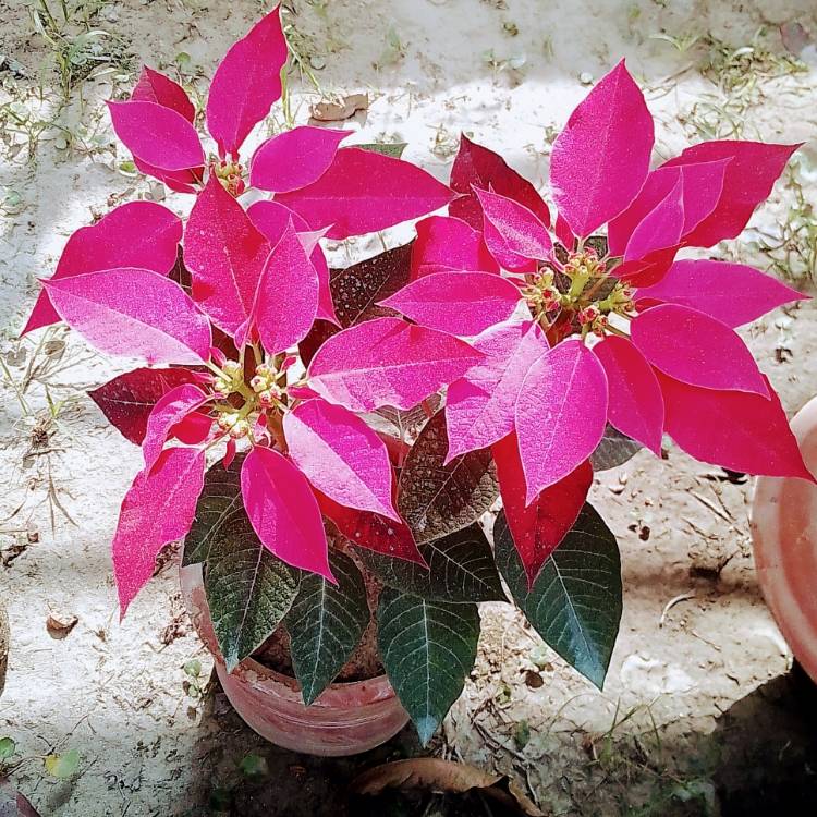 Plant image Euphorbia pulcherrima 'Bonpripicom' (Princettia Series) syn. Euphorbia pulcherrima 'Princettia Hot Pink'