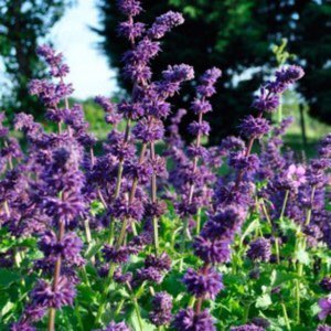 Plant image Salvia verticillata 'Purple Rain'