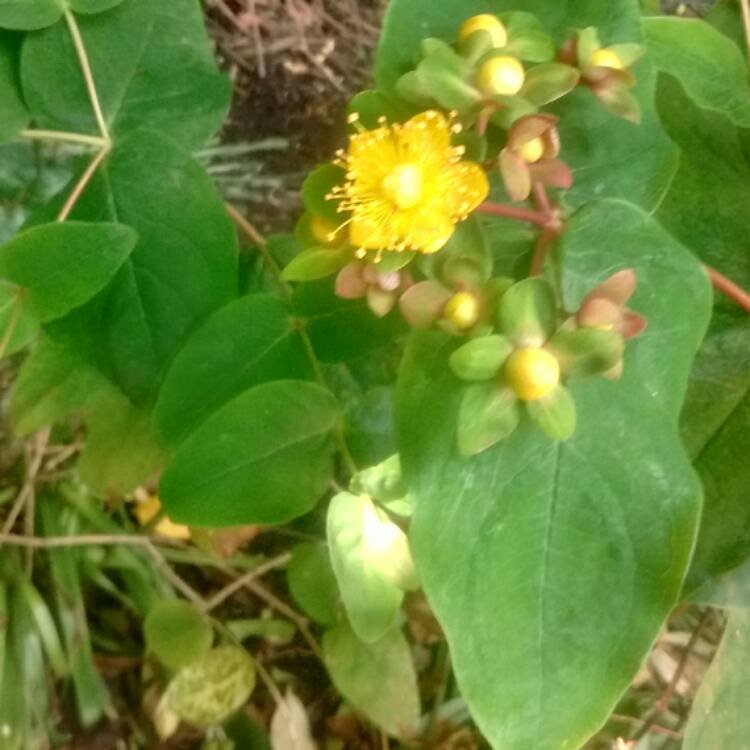 Plant image Hypericum androsaemum