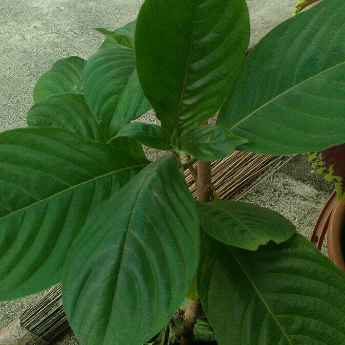 Plant image Mussaenda