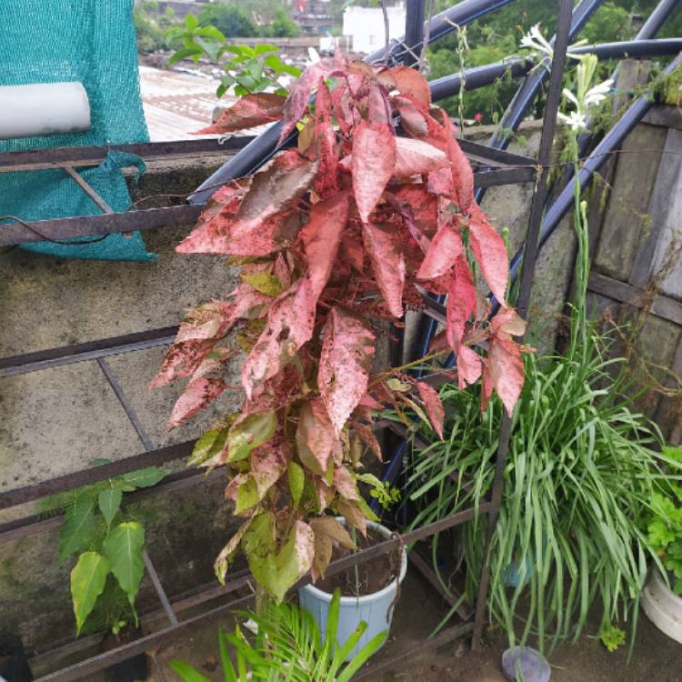 Plant image Acalypha wilkesiana