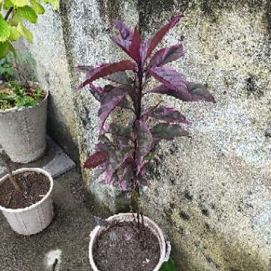 Purple False Eranthemum