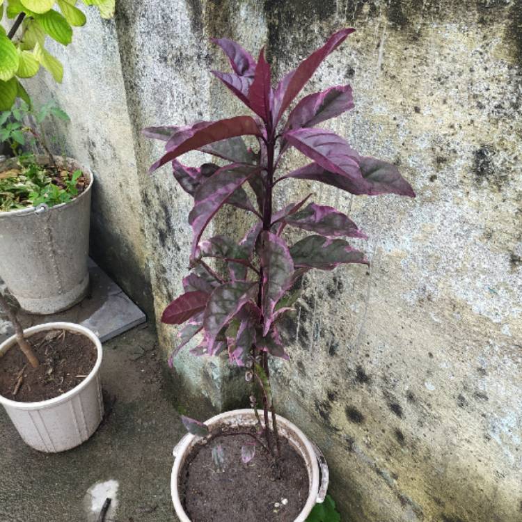 Plant image Pseuderanthemum Atropurpureum