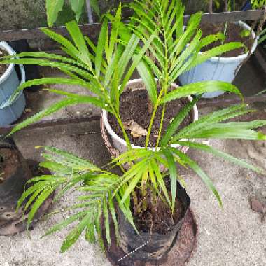 Kentia Palm