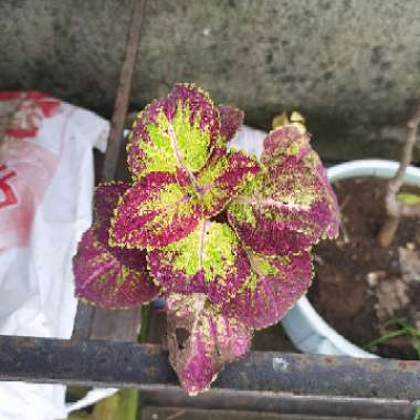 Coleus