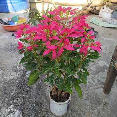 Poinsettia 'Princettia Hot Pink'