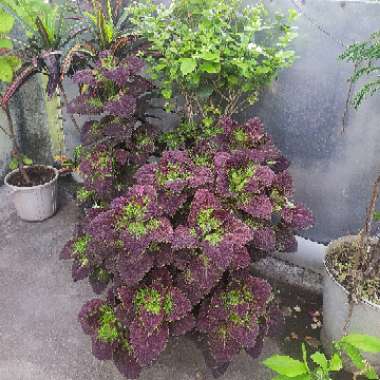 Coleus 'Coleosaurus'